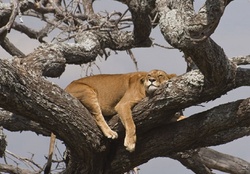 SLEEPING IN TREE