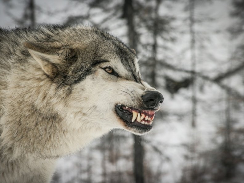 angry_wolf.jpg