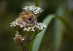 hamster on a flower