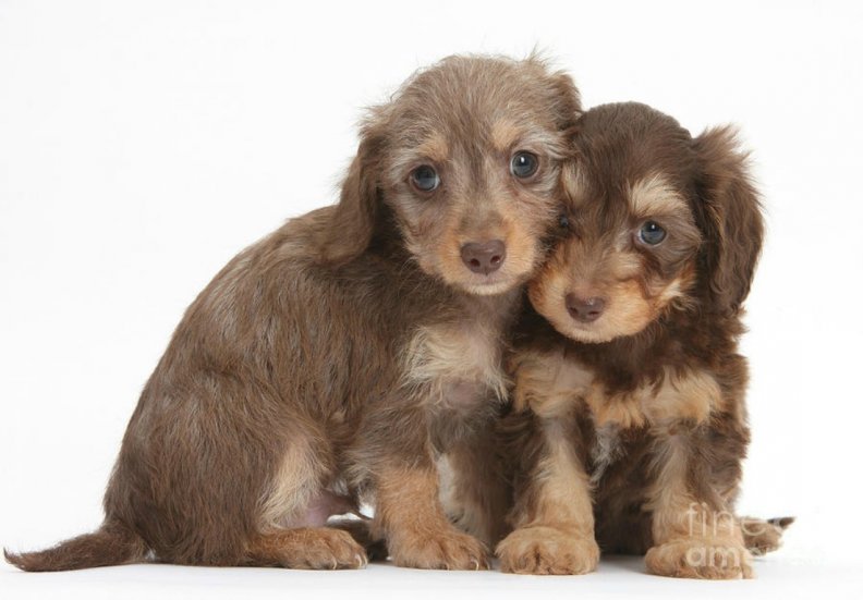 doxie_doodle_puppies.jpg