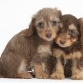 Doxie doodle puppies