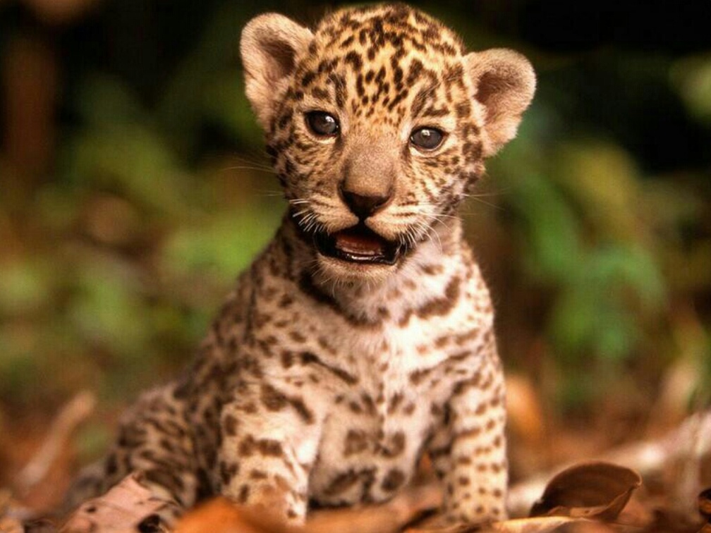 Cute Leopard Cub