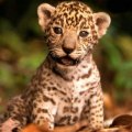 Cute Leopard Cub