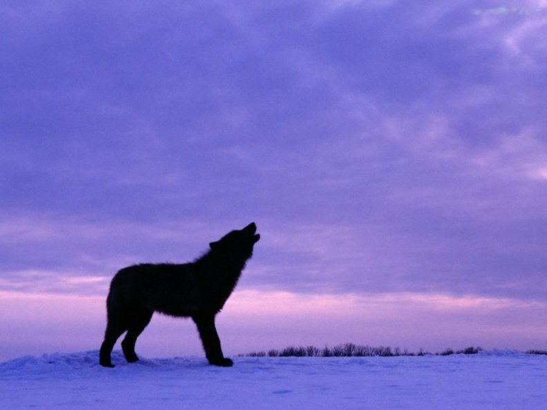 howling_wolf.jpg