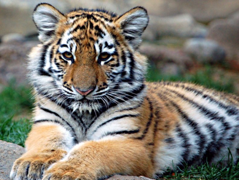 Infant tiger