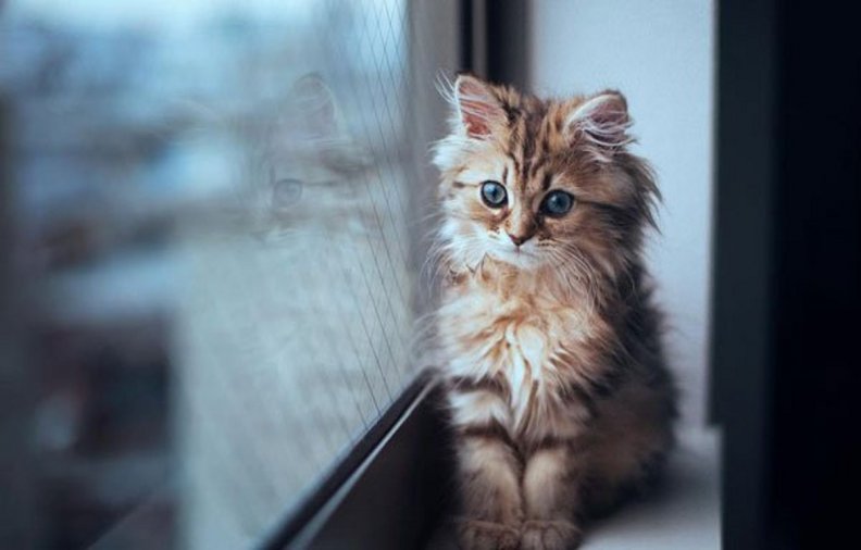 kitten_at_window.jpg