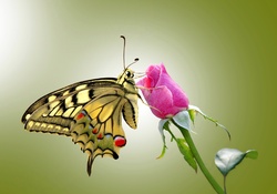 * Butterfly *
