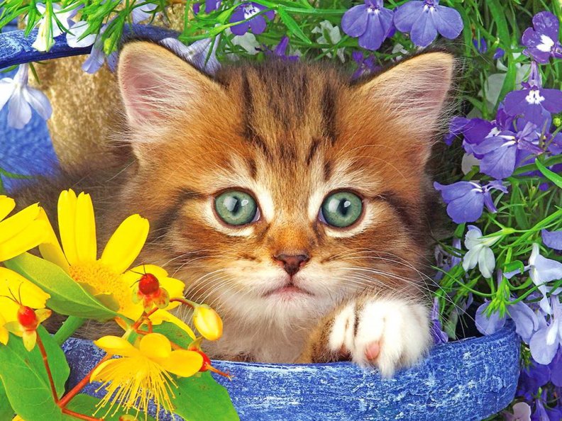 kitty_in_the_garden.jpg
