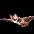 Northern long eared bat