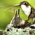 Ruby_throated Hummingbird
