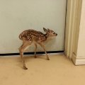 Frightened Male Fawn