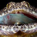 Lizardfish with a fish
