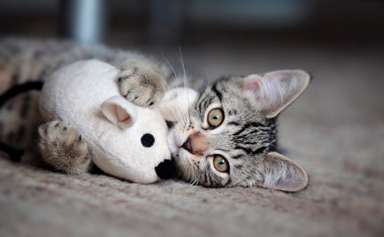adorable_kitten.jpg