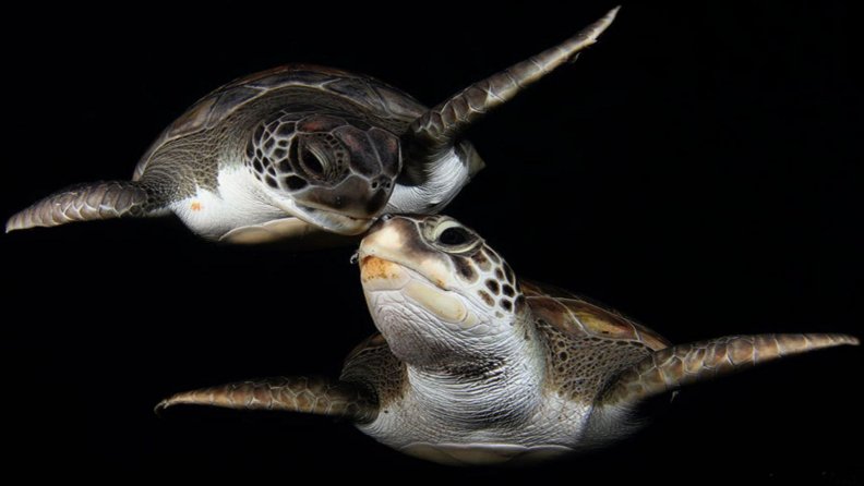 two_turtles.jpg