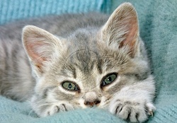 cute blue tabby kitten