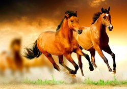 Bay Horses