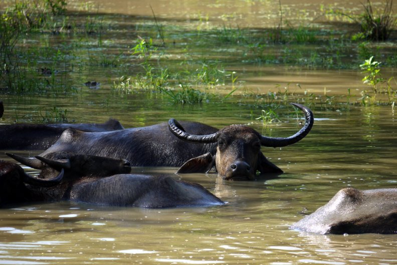 Water Buffalo 1