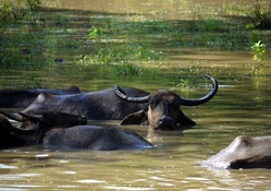 Water Buffalo 1