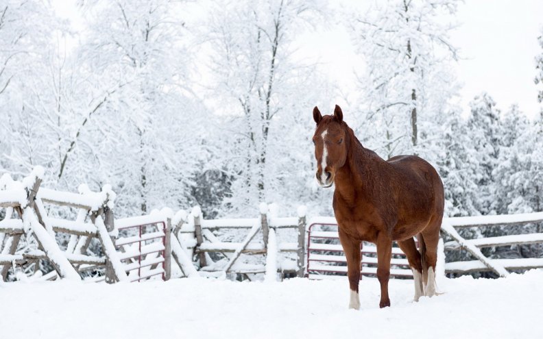 horse_in_snow.jpg