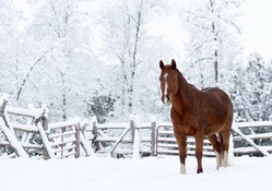 HORSE IN SNOW