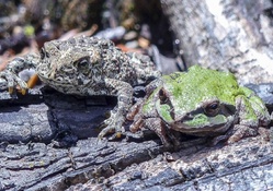 FROG AND TOAD