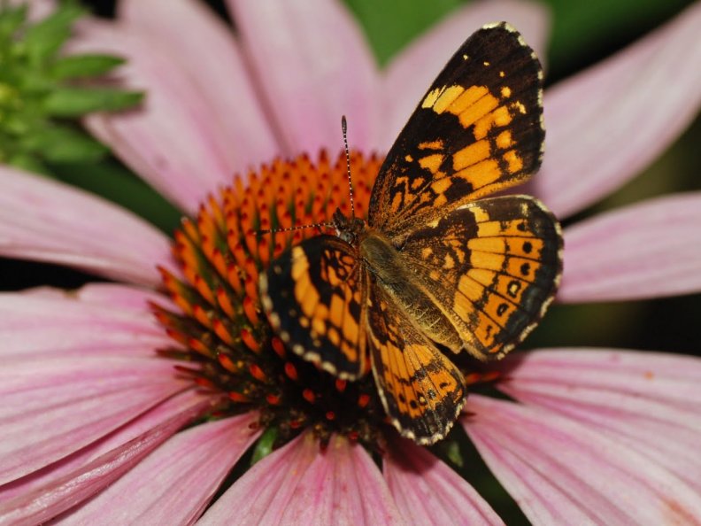 Silvery checkerspot butterfly