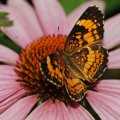 Silvery checkerspot butterfly