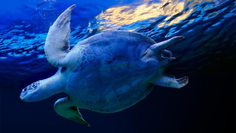 sea_turtle.jpg