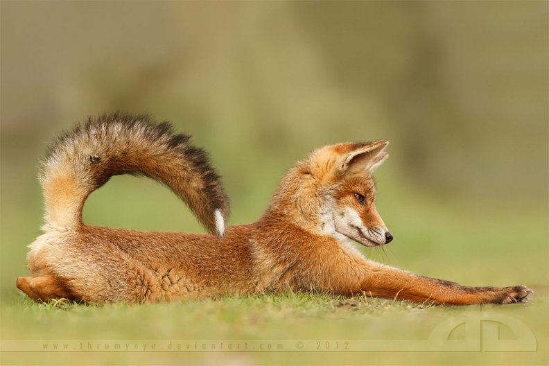 stretch_fox.jpg