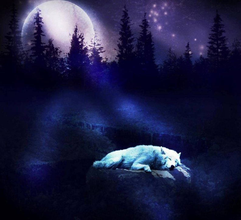 sleeping_in_the_moonlight.jpg