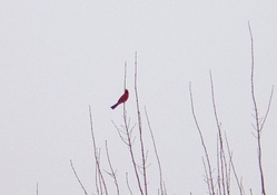 Cardinal in Early Spring