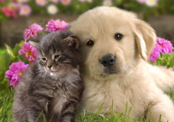 Cat and dog (labrador)
