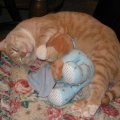 Isabella napping with teddy bear