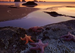 starfish left behind at a low tide beach