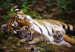Tigers.