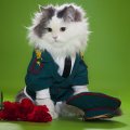 Cat in Uniform