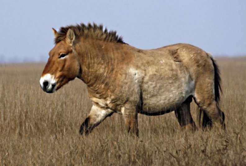 prezwalski horse