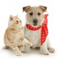 Kitten and jack russel dog