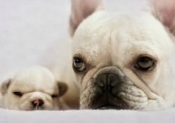 French bulldog with puppy