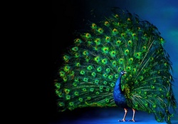 Magnificant peacock