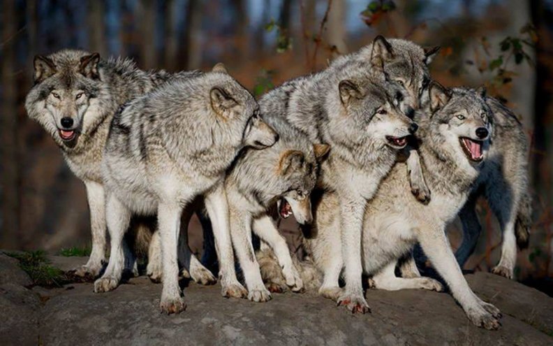 the pack