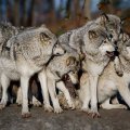 the pack
