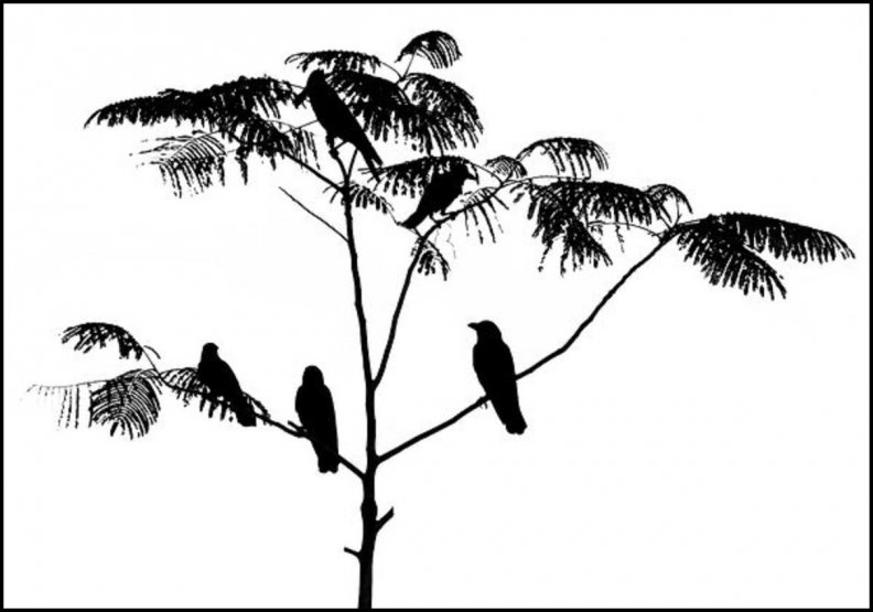Black birds