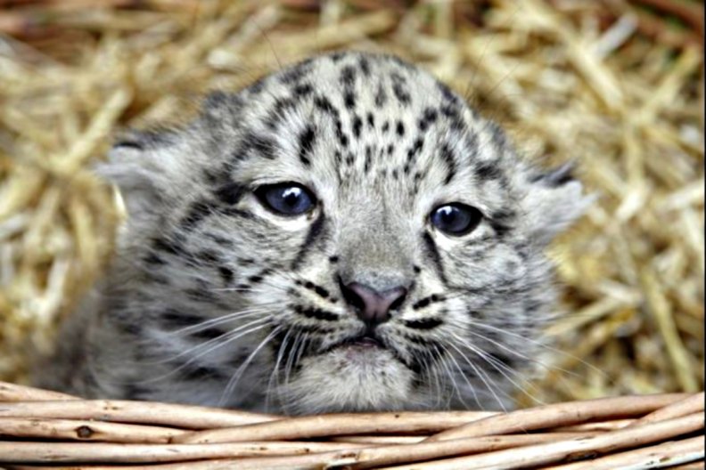 snowleopard cub