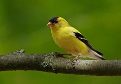 Male Gold Finch