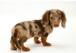 Cute puppy dachshund