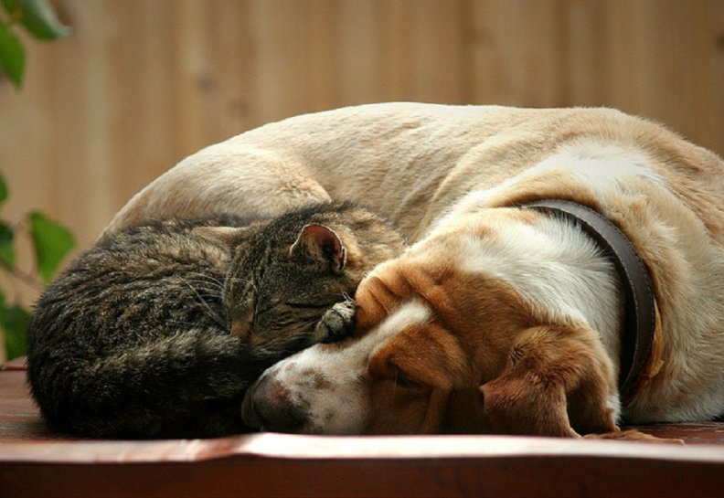 cat_and_dog.jpg