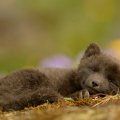Sleepy artic fox cub