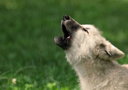 first howl