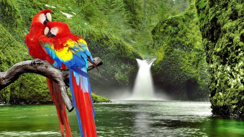 colorful_parrots_by_a_wonderful_waterfall.jpg